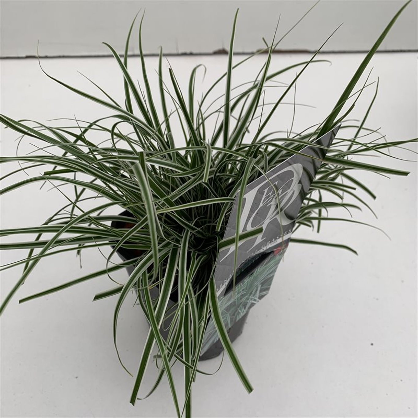 Carex oshim. 'Everest' - C1